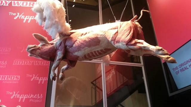 Body Worlds: The Happiness Project